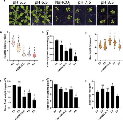 Alkalinity modulates a unique suite of genes to recalibrate growth and pH homeostasis